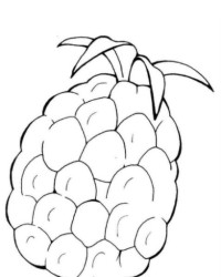 Malvorlage Ananas kostenlos 3