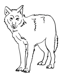 Malvorlage Wolf kostenlos 5